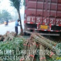江西竹柳育苗批发