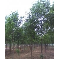 供应各种规格白蜡