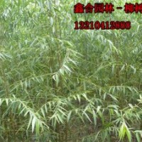 滨州速生白蜡小苗、山东白蜡苗木基地，滨州漳河柳苗木基地