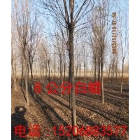 白蜡 国槐 柳树 榆树 枣树 刺槐 臭椿