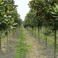 成都广玉兰价格 广玉兰图片