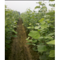 毛白杨1-3cm500000棵