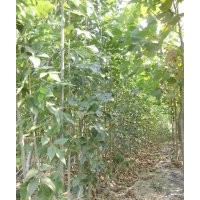 1米到3米速生白蜡