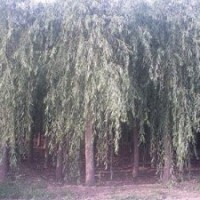 供应各种规格垂柳