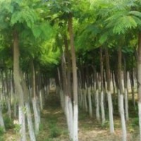 供应落叶乔木国槐，法桐，合欢，垂柳，5-30公分供应国槐，法桐