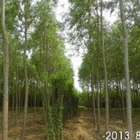 泰安亿家苗木大量供应美国竹柳，火爆销售中