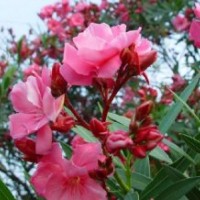 法国冬青价格，夹竹桃价格，龙柏价格