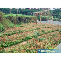 江西刨花楠 刨花楠小苗 香粉树杯苗