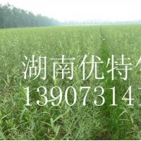 竹柳工程苗图片