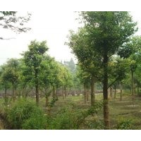 天竺桂-成都蒂楠园林苗圃低价