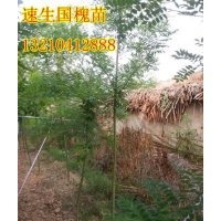 山东国槐小苗；速生国槐苗；国槐苗基地