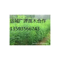 山西国槐小苗、大量国槐小苗供应、价格优惠