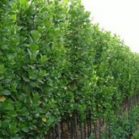 山东北海道黄杨价格