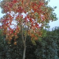 常年供应各种型号的丝棉木