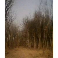 供应国槐，法桐，合欢，垂柳，白蜡