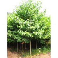 湖南乐昌含笑，乐昌含笑价格，全冠乐昌含笑批发