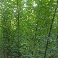 椿树6-15公分.榆树6-12公分40元一棵.罗根半冠全冠有货