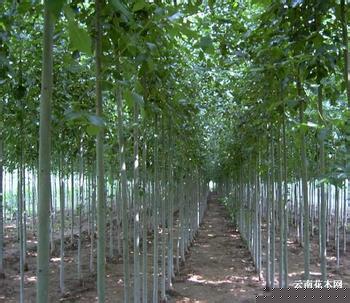 供应白蜡苗 3-8公分白蜡树 白蜡价格 白蜡基地 优质白蜡绿化首选