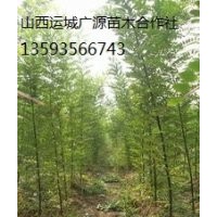 国槐小苗出售、大量国槐小苗、国槐小苗价格