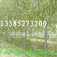 大量供应1--15公分垂柳、金丝柳、直柳、馒头柳