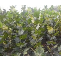 济宁法桐价格 济宁法桐小苗供应 最新价格