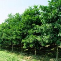 湖南杜英价格，全冠杜英，截杆杜英，移栽杜英，切杆杜英