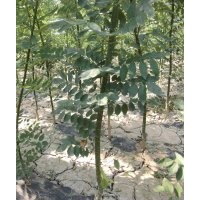 速生国槐1米到3米