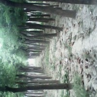 供应各种规格国槐