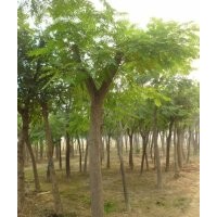 供应各种规格合欢