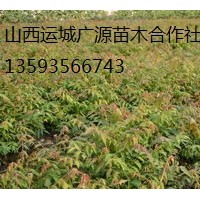香椿苗出售、1米以上香椿苗价格优惠