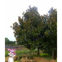 供应广玉兰，湖南广玉兰，特价批发