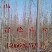 出售苗木：1-20CM毛白杨、春树、速生法桐、国槐、白腊、垂