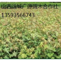 五角枫出售、2-5公分五角枫低价供应