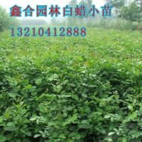 供应滨州1公分白蜡小苗、滨州白蜡小苗种植基地