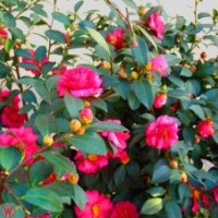 湖南茶梅价格，湖南本地茶梅，茶梅小苗，精品茶梅球批发