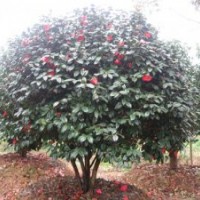 湖南茶花价格，湖南本地茶花，茶花小苗价格，精品茶花球价格