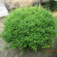 湖南龟甲冬青价格，龟甲冬青小苗，龟甲冬青球，欢迎选购