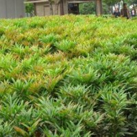 湖南十大功劳小苗批发，湖南十大功劳价格