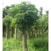 湖南黄山栾树价格，移栽栾树，截杆栾树，全冠栾树