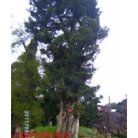 买质优价廉的多头香樟苗木，询湖南多头香樟价格