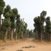 香樟树移植香樟树价格