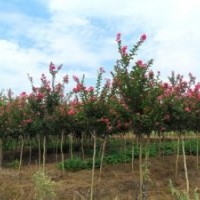 成都蒂楠园林苗圃低价供应大红紫薇小苗