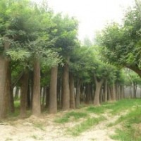 本基地供应国槐、白蜡、合欢、法桐