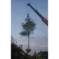 滨州出售优质15公分白蜡4000棵、惠民优质白蜡供应商