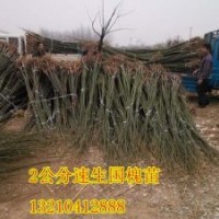 鑫合园林200万速生国槐苗、速生国槐苗供应商