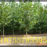 3公分法桐|速生法桐价格|造型法桐|法桐树|济宁法桐|山东法桐