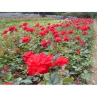湖南月季价格，丰花月季，钻石月季，大花月季，小花月季