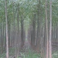 柳树、法桐、栾树、紫薇、桃树、大叶女贞、合欢