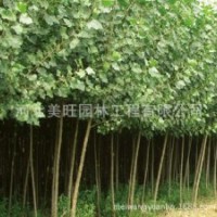 供应优质速生白杨