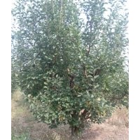 12公分京红海棠树